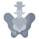 Pelvis 