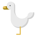 Pato