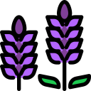 Lavanda 