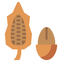 Cacao