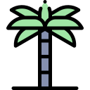 palmera