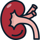 Kidney 