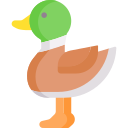 Pato