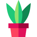 Aloe vera icon