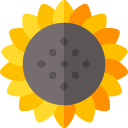 Girasol