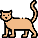 Gato icon