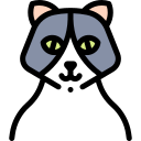 Gato icon