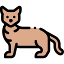 Gato icon