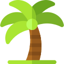 Palmera