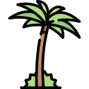 palmera