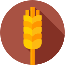 Wheat 