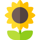 girasol