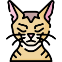 chat