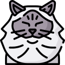 chat