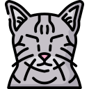 chat