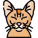 chat