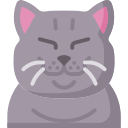 chat