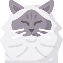 chat