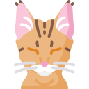 chat