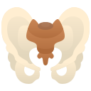 pelvis 