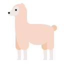 alpaca