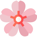 flor de cerezo 