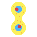 mitosis