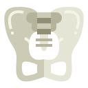 pelvis icon