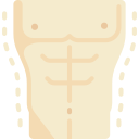 torso