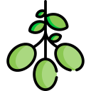 aceituna icon