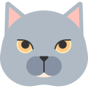 gato británico de pelo corto icon