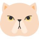 gato de pelo corto icon