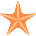 estrella de mar 