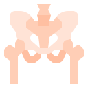 pelvis