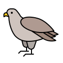 aigle 