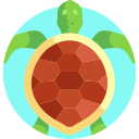 tortuga icon