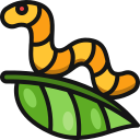 oruga icon