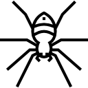 araña icon