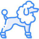 caniche 
