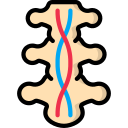 médula espinal 