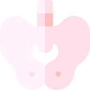 pelvis icon