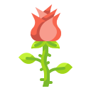 rosa