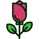 rosa