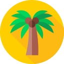 palmera icon