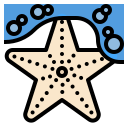 estrella de mar 