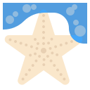 estrella de mar 