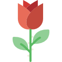 rosa icon