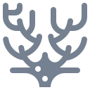 coral icon