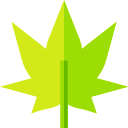 marijuana