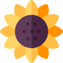 girasol